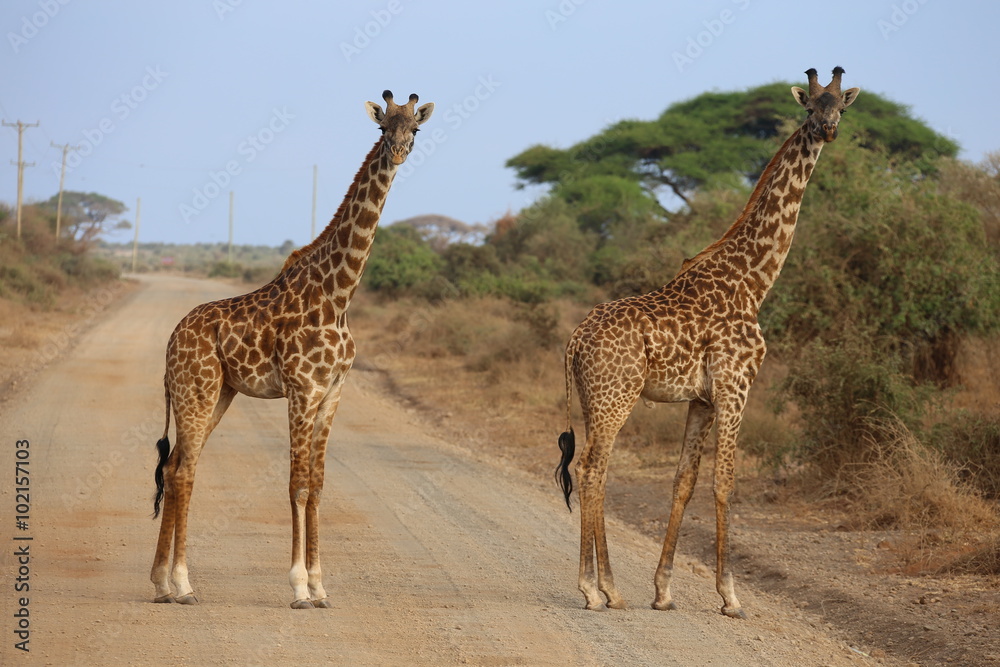 Obraz premium Two giraffes