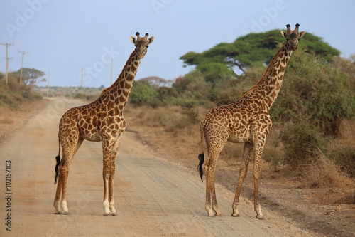Two giraffes © mpaskvan