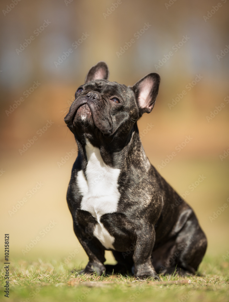 French bulldog outdoors in nature