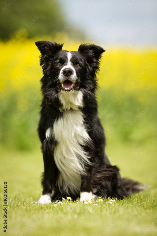 Border collie dog outdoors in nature