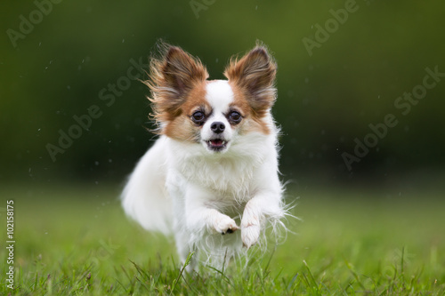 Papillon dog outdoors in nature