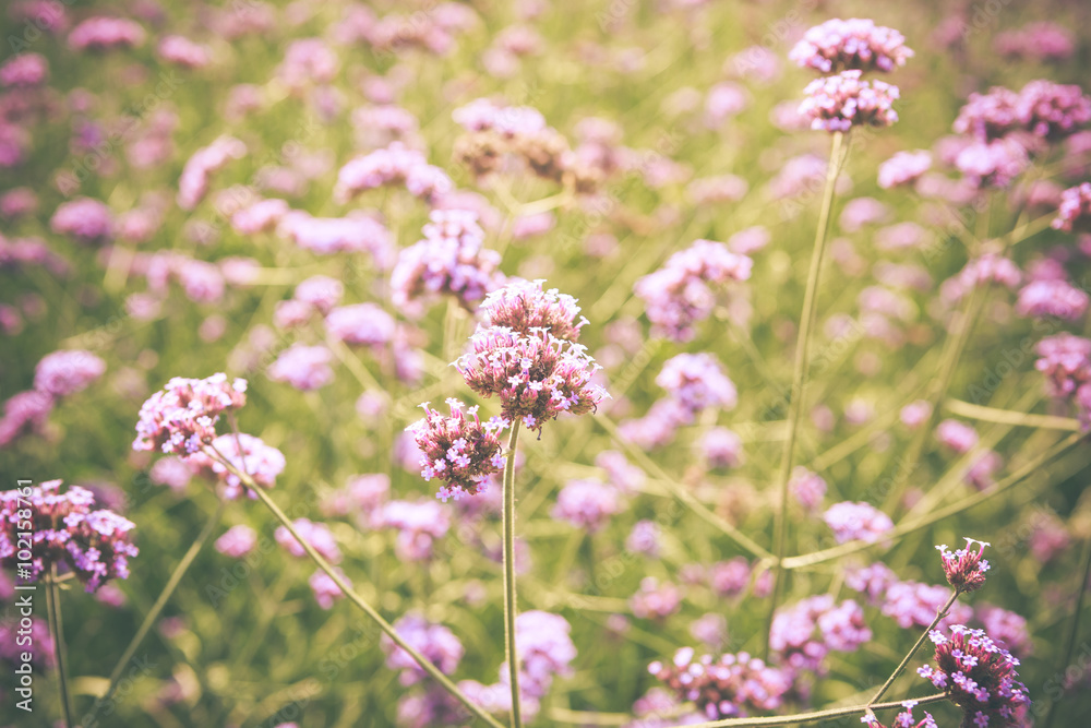 PurpletPurpletop Vervain flower blossom in gardenop Vervain flow