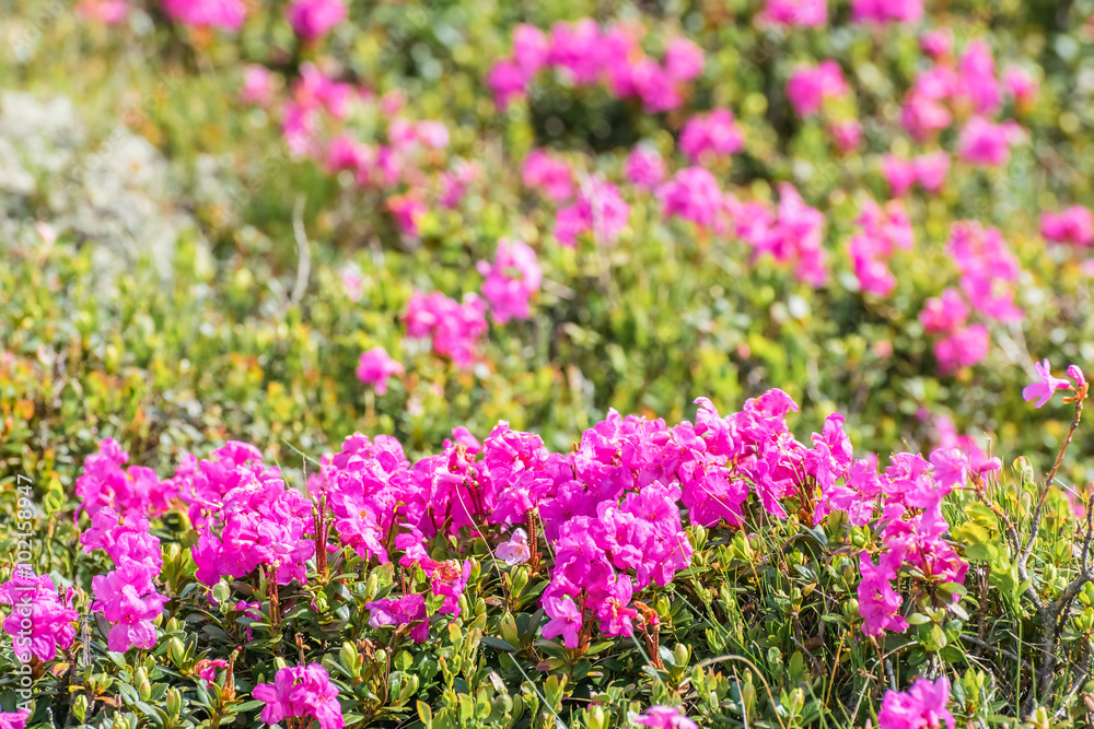 Beautiful rhododendron flowers