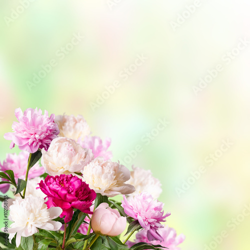Background with blooming peonies © firewings