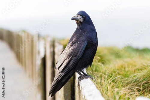 Friendly black crow