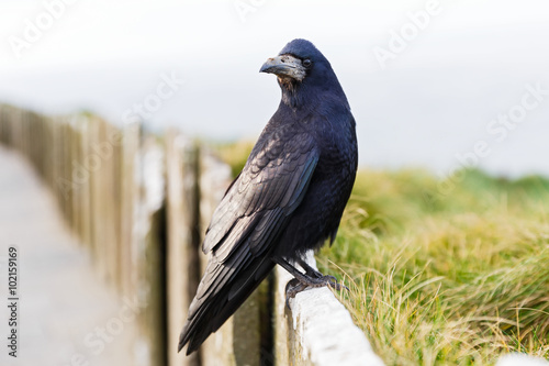 Friendly black crow photo