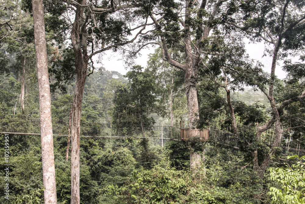 Fototapeta premium Hanging bridges in Kakum, Ghana.