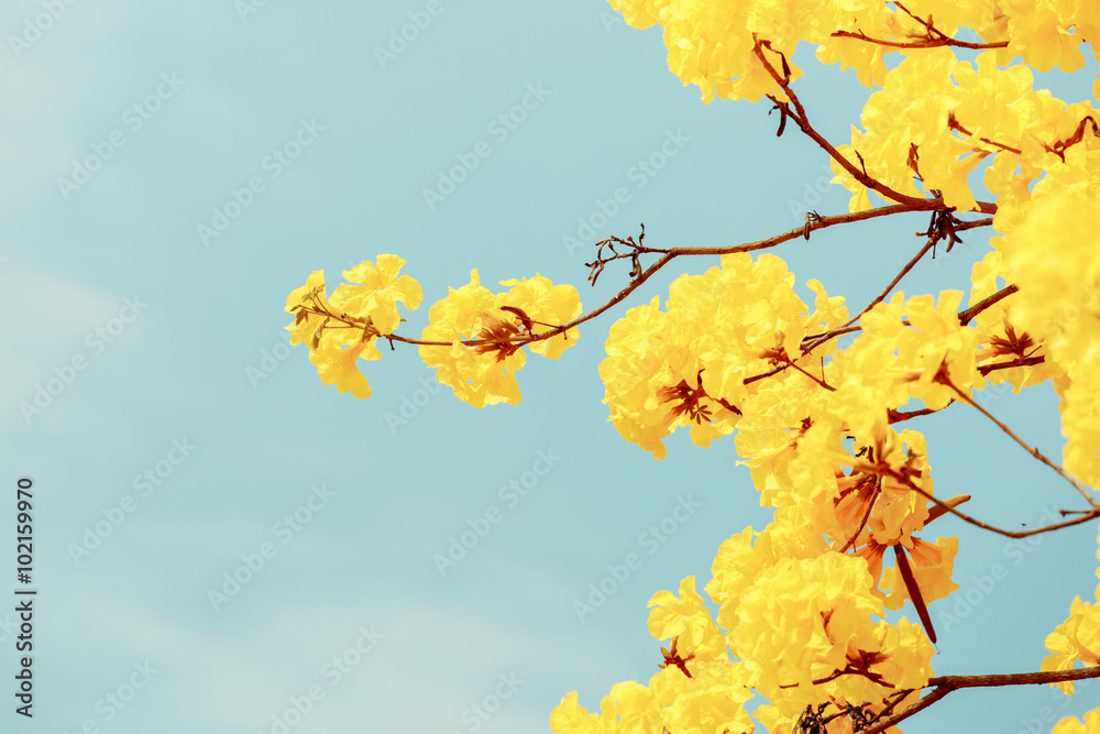 Yellow tabebuia flower blossom Yellow tabebuia flower blossom
