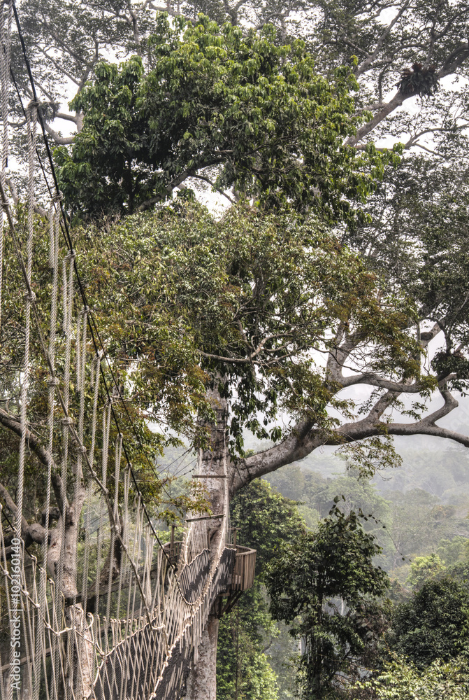 Naklejka premium Hanging bridges in Kakum, Ghana.