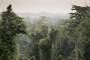 Leinwandbilder Khaki View over Kakum national park, Ghana.  © waldorf27
