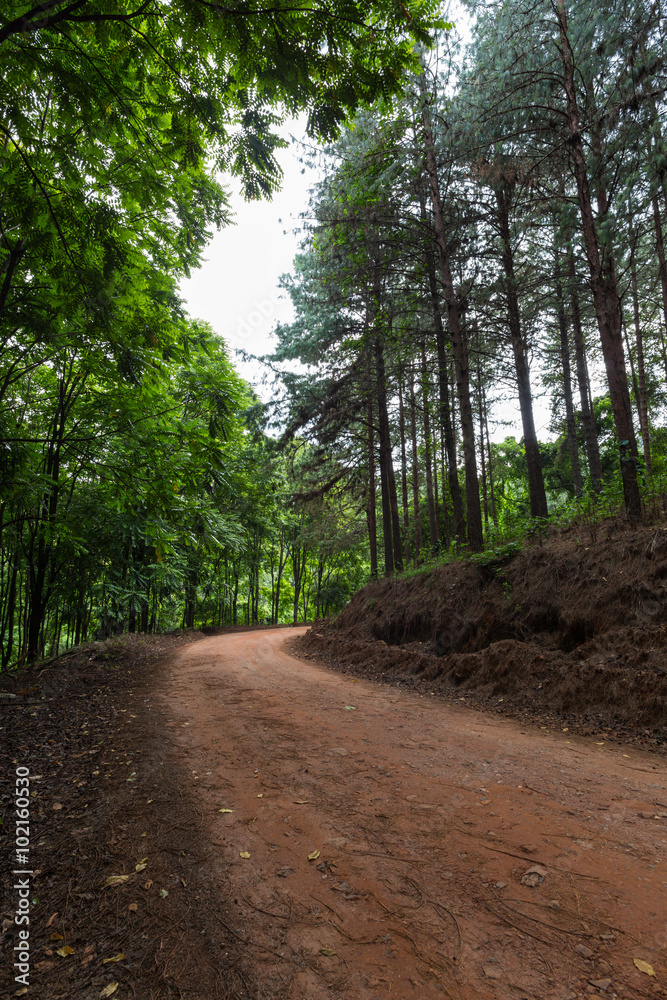 Fototapeta premium Dirt track in the plantation