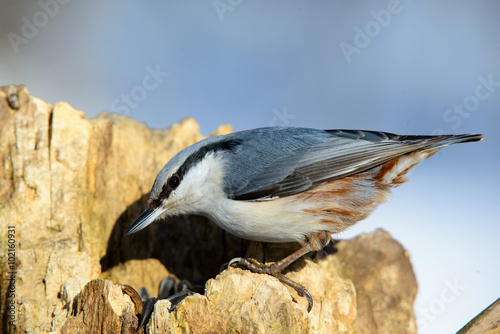nuthatch. Nuthatch with sunflower seeds in his beak.