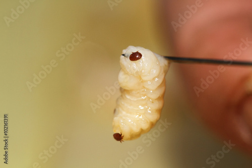 Billede på lærred varroa, a parasitic bee on a larva
