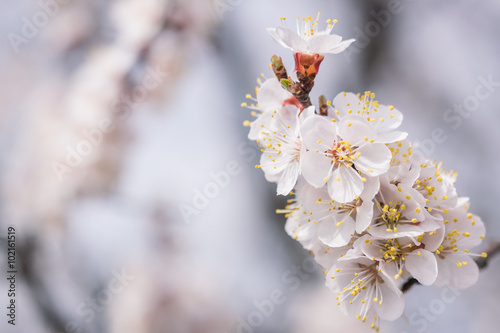 Soft Floral Background with Cherry Flowers