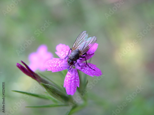 Pink flower with fly