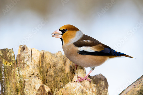 Grosbeak sitting on a tree searching for food