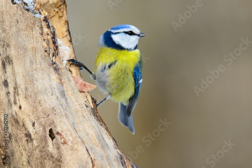 blue tit sitting on a tree trunk