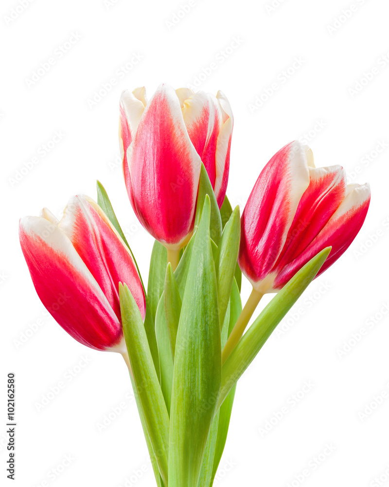 Obraz premium Isolated Tulip Flowers on White Background