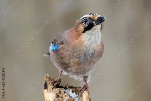 Jay bird on a twig photo