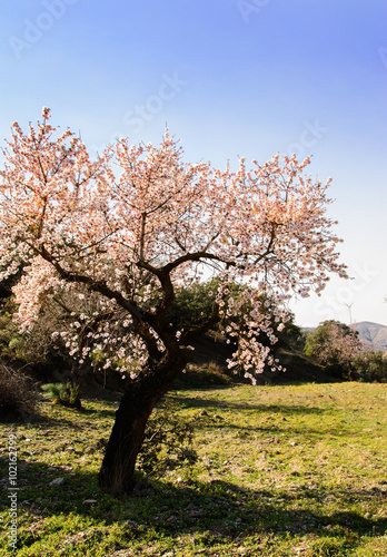 One Old Almond Tree in Full Blossom