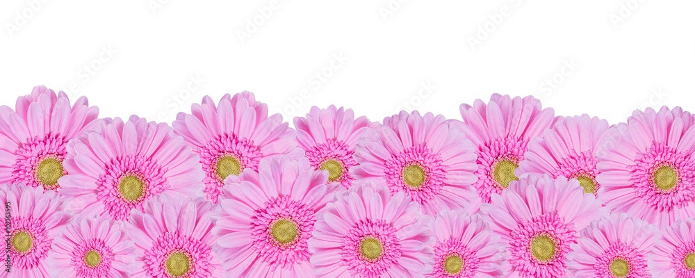 Gerbera Flowers Isolated, Floral Border