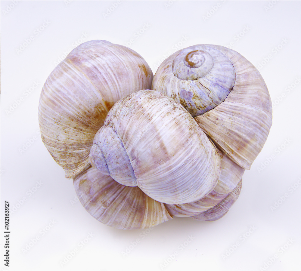 Some cockle-shells