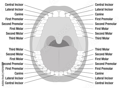 Teeth names of permanent teeth. Isolated vector illustration on white background.