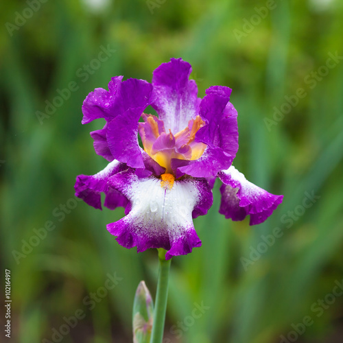 morning flower iris park
