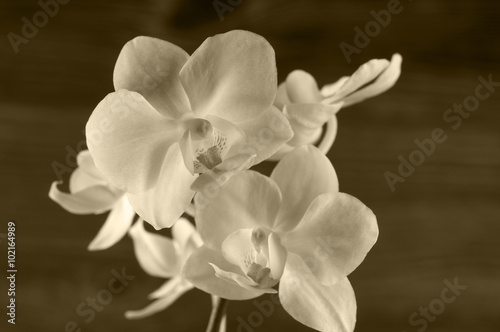 Orchid flower over wooden background. © Margaryta Vakhterova