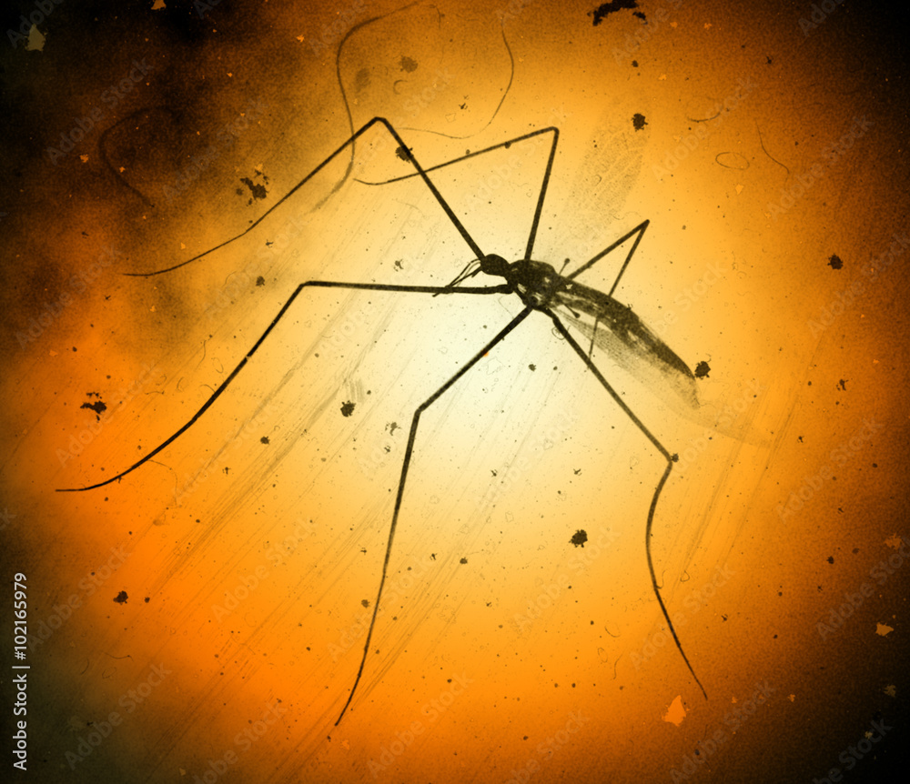 Mosquito zika under the microscope Mosquito zika under the microscope