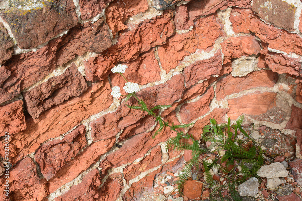 Texture of old brick wall of red brick. The ruins of the historic structure. The ruins of the brick. Texture of old brick wall of red brick. The ruins of the historic structure. The ruins of the brick.
