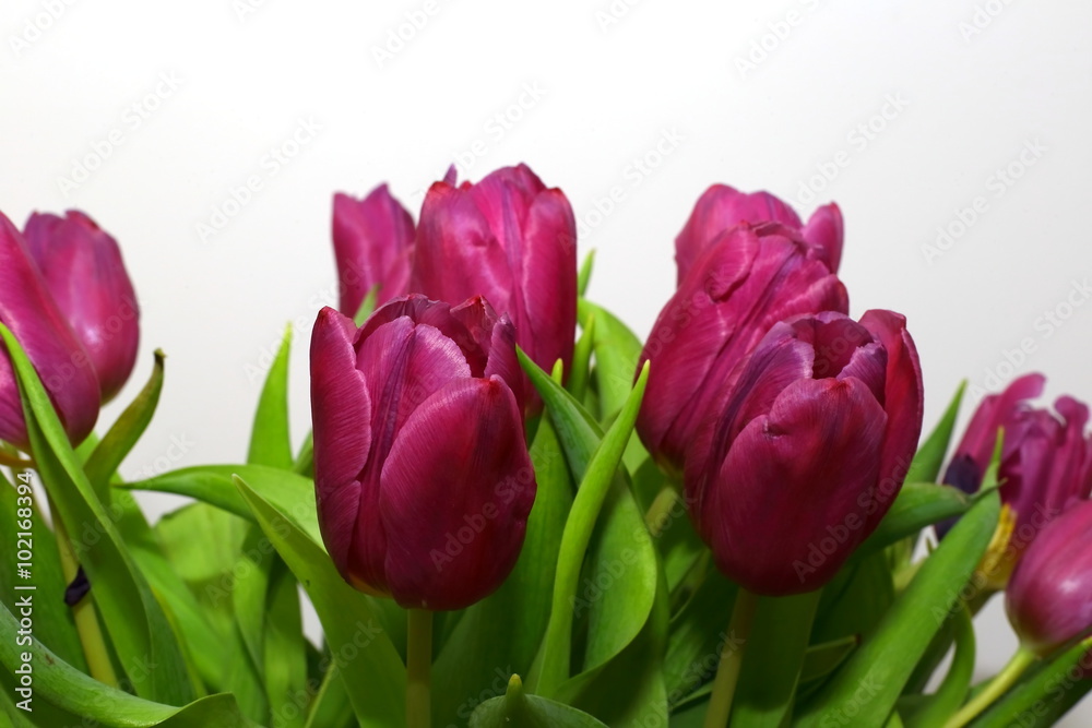 tulip tulip