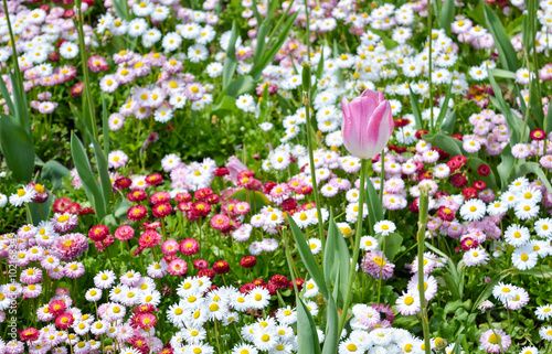 one pink tulip in colorful garden