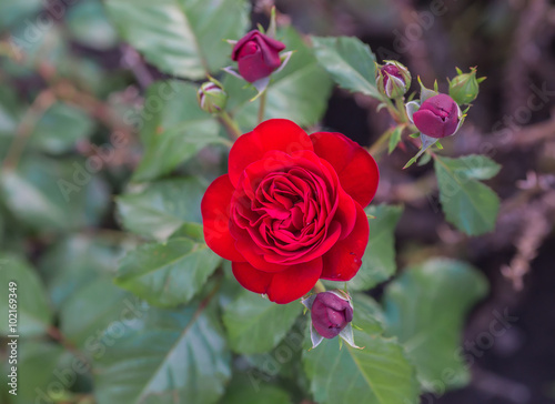 Red rose as a natural 