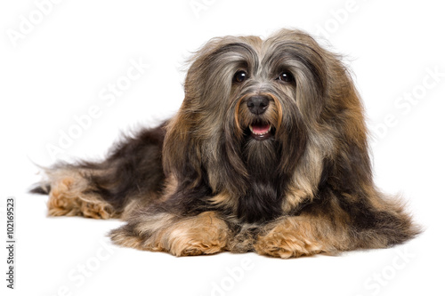 Fototapeta Naklejka Na Ścianę i Meble -  Beautiful lying long-haired Bichon Havanese dog