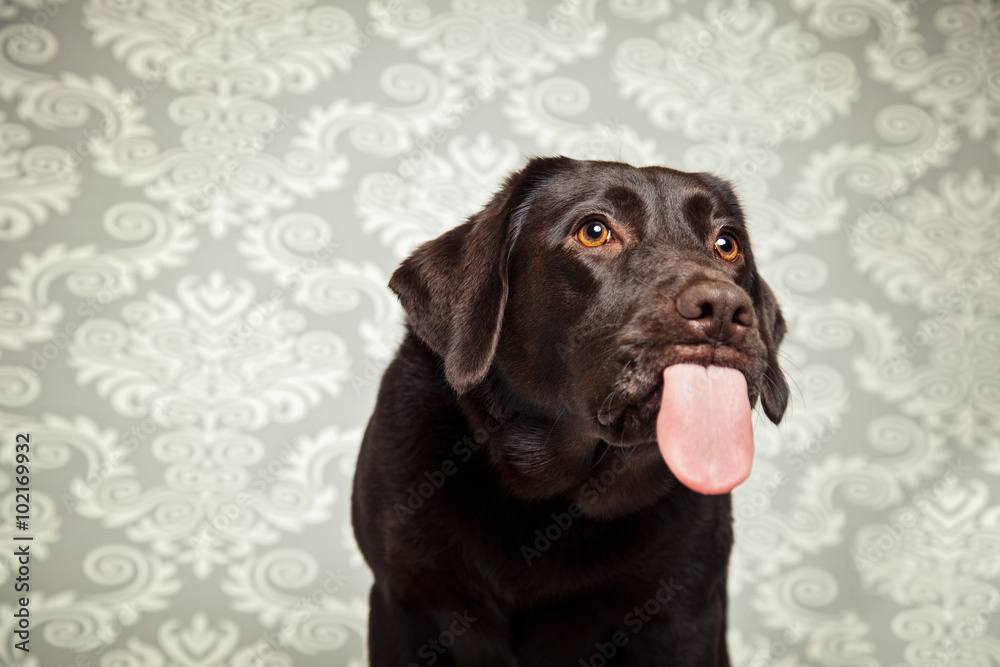 Fototapeta premium Hundezunge