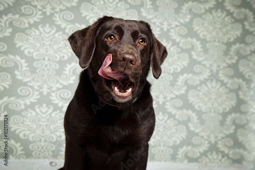 Labrador photo