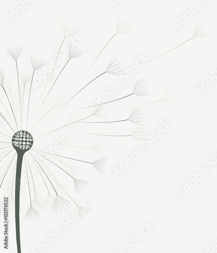 Vector dandelion flower 