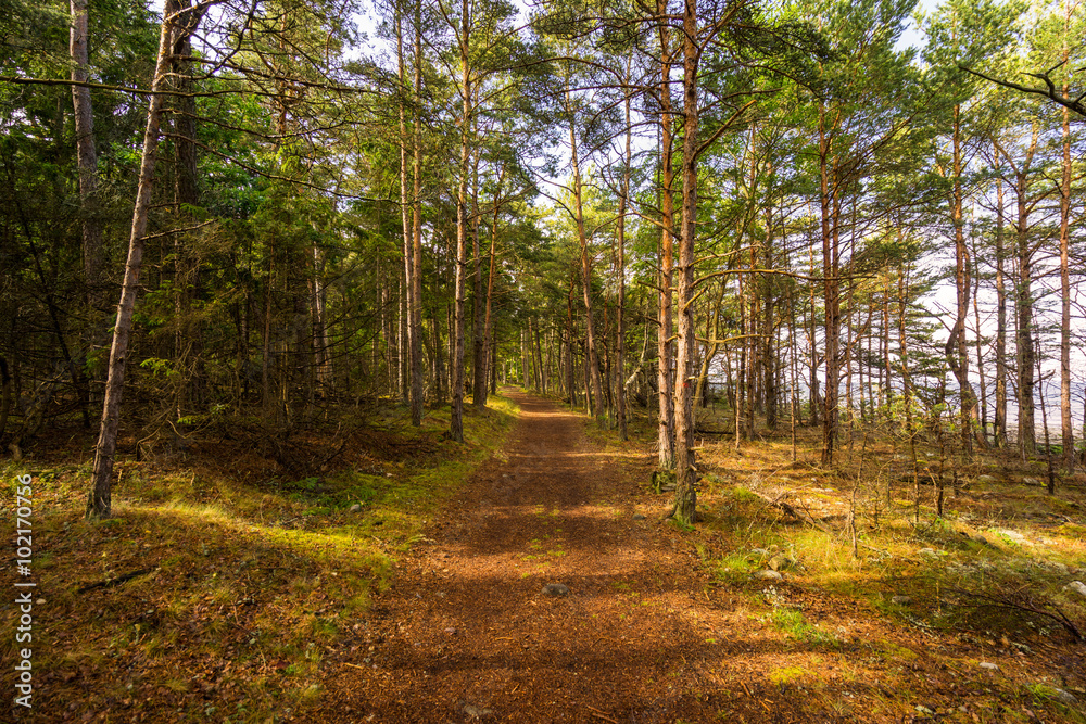 Trollwald auf Öland, Schweden Trollwald auf Öland, Schweden
