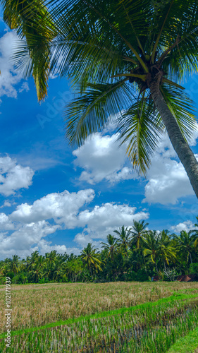 Palm tree on the background of rice field near town Ubud on Bali