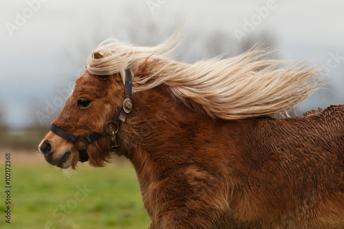Rennendes Pony © Nadine Haase