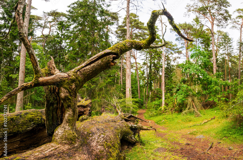 Trollwald auf Öland, Schweden