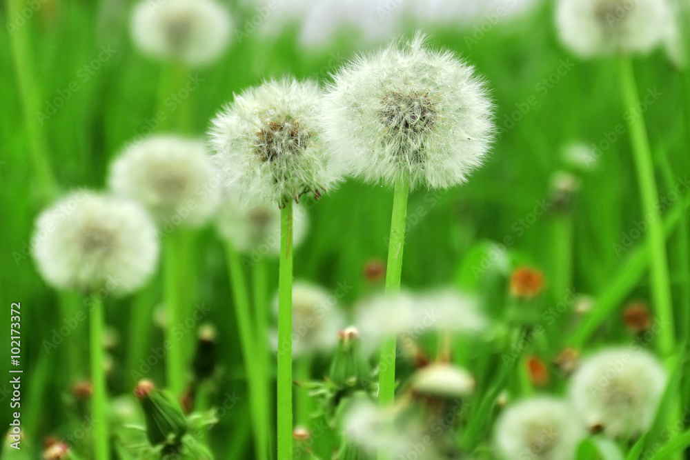 Field of white fluffy dandelions with drops of dew. Second stage of flowering dandelion - umbrellas with seeds. Shallow depth of field, blurred natural background, focus on two dandelions in center Field of white fluffy dandelions with drops of dew. Second stage of flowering dandelion - umbrellas with seeds. Shallow depth of field, blurred natural background, focus on two dandelions in center