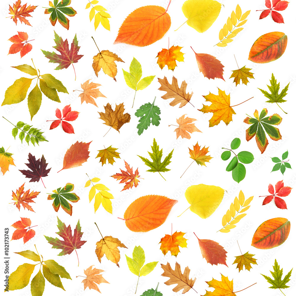 Obraz premium Different colorful leaves, isolated on white