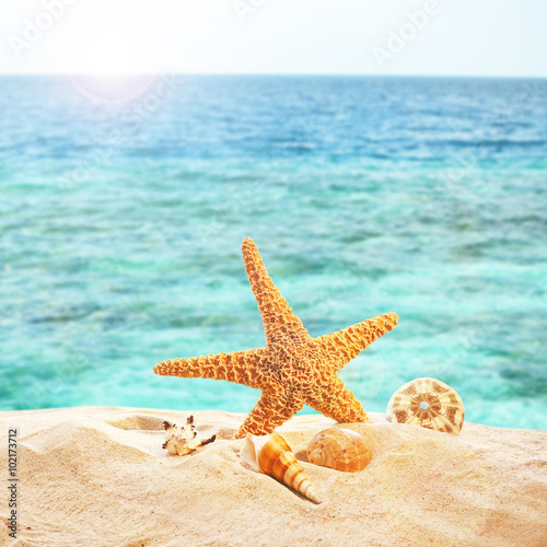 Starfish and shells on sandy beach