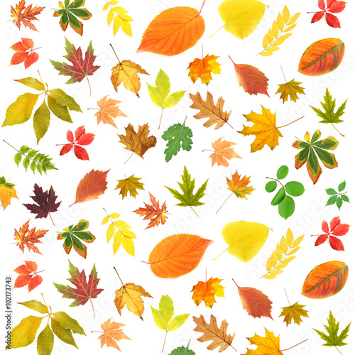 Different colorful leaves, isolated on white