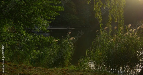 Bay of a Lake Green Reed Sunny Day Green Trees upon the Water Grass Willow Branches Incline upon Watery Surface Sunset Early Evning