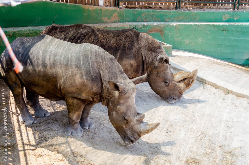 A couple of rhinos waiting for food A couple of rhinos waiting for food