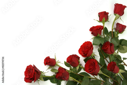 Fototapeta Naklejka Na Ścianę i Meble -  Red roses on white background