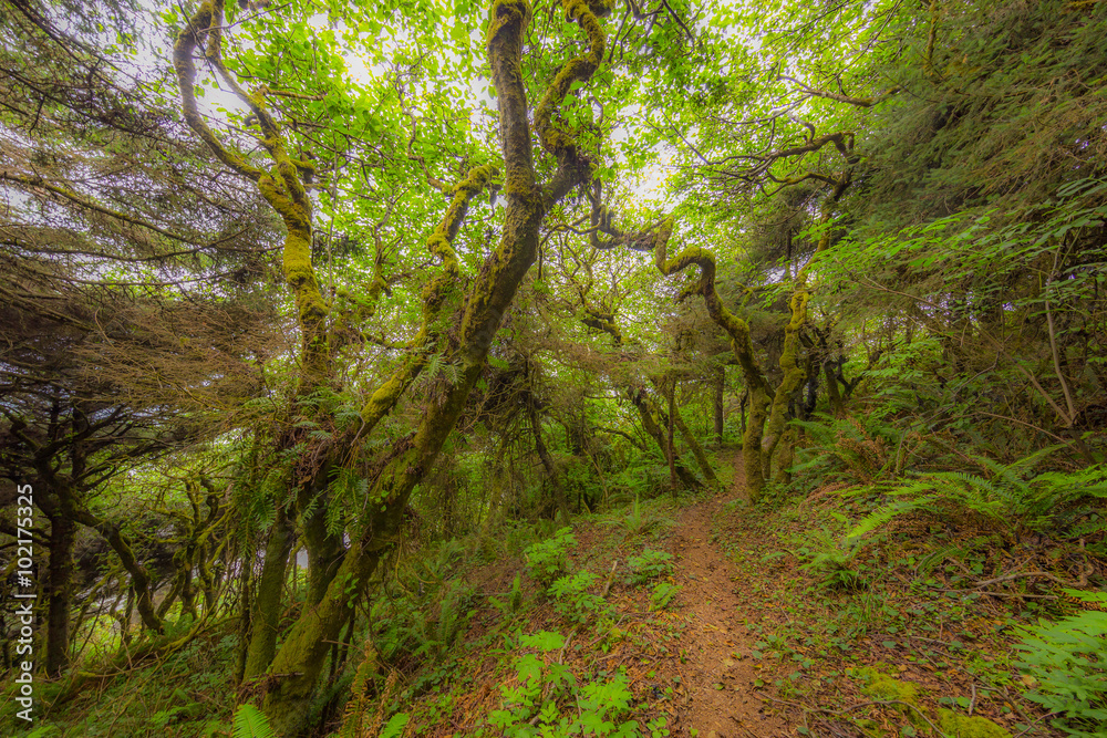 Fototapeta premium SKUNK CABBAGE TRAIL-redwood national and state parks